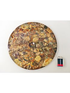 1 St&uuml;ck Ammonit PlatteTeller Untersetzer D 26 cm aus Ammoniten montiert