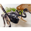 Hornfigur Skorpion einmaliges Sammlerst&uuml;ck L&auml;nge 26 cm = Code L