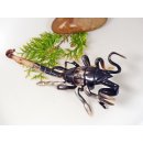 Hornfigur Skorpion einmaliges Sammlerst&uuml;ck L&auml;nge 26 cm = Code L
