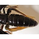 Hornfigur Fliege einmaliges Sammlerst&uuml;ck L&auml;nge 23 cm = Code L