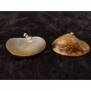 Anh&auml;nger Muschelschale D: 30 mm = Code Z
