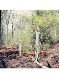 MF417 Kopfteil einer AloAlo der Sakalava Vogel LOLO ca. 20 cm 1945
