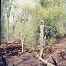 MF417 Kopfteil einer AloAlo der Sakalava Vogel LOLO ca. 20 cm 1945