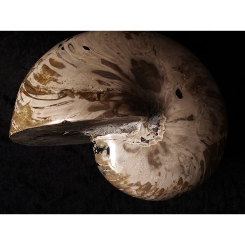 AM47 Ammonit Nautilus Perlboot D 170 mm poliert 2585 g Madagaskar selten