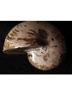 AM47 Ammonit Nautilus Perlboot D 170 mm poliert 2585 g...