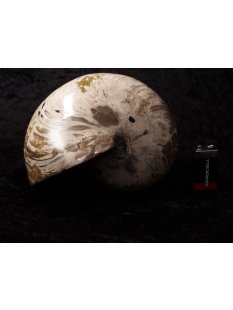 AM47 Ammonit Nautilus Perlboot D 170 mm poliert 2585 g...