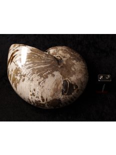 AM47 Ammonit Nautilus Perlboot D 170 mm poliert 2585 g Madagaskar selten