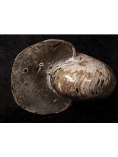 AM47 Ammonit Nautilus Perlboot D 170 mm poliert 2585 g Madagaskar selten
