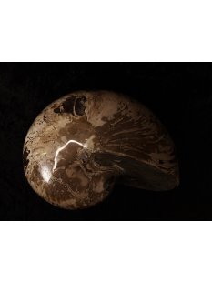 AM47 Ammonit Nautilus Perlboot D 170 mm poliert 2585 g Madagaskar selten