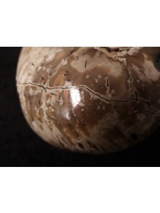 AM47 Ammonit Nautilus Perlboot D 170 mm poliert 2585 g Madagaskar selten