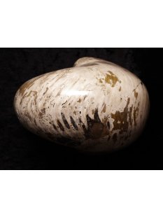 AM47 Ammonit Nautilus Perlboot D 170 mm poliert 2585 g Madagaskar selten