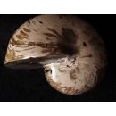 AM47 Ammonit Nautilus Perlboot D 170 mm poliert 2585 g Madagaskar selten