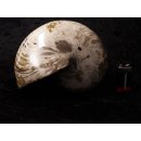 AM47 Ammonit Nautilus Perlboot D 170 mm poliert 2585 g Madagaskar selten