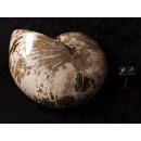 AM47 Ammonit Nautilus Perlboot D 170 mm poliert 2585 g Madagaskar selten