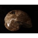 AM47 Ammonit Nautilus Perlboot D 170 mm poliert 2585 g Madagaskar selten