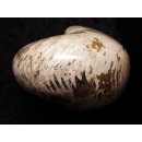AM47 Ammonit Nautilus Perlboot D 170 mm poliert 2585 g Madagaskar selten