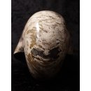 AM47 Ammonit Nautilus Perlboot D 170 mm poliert 2585 g Madagaskar selten