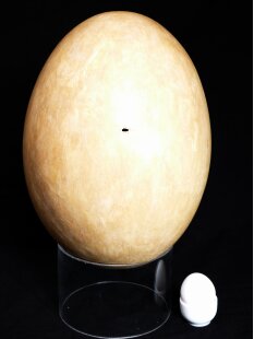 Das gr&ouml;&szlig;te Ei der Welt ! Aepyornis maximus...