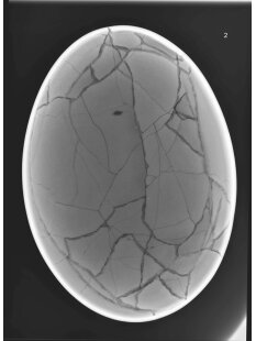 Das gr&ouml;&szlig;te Ei der Welt ! Aepyornis maximus Elefantenvogel Ei Nr. XIII., pr&auml;pariert. mit kleinem Fra&szlig;loch H: 32 cm 850 g