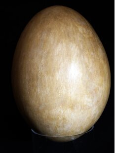 Das gr&ouml;&szlig;te Ei der Welt ! Aepyornis maximus Elefantenvogel Ei Nr. XIII., pr&auml;pariert. mit kleinem Fra&szlig;loch H: 32 cm 850 g