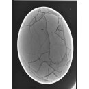 Das gr&ouml;&szlig;te Ei der Welt ! Aepyornis maximus Elefantenvogel Ei Nr. XIII., pr&auml;pariert. mit kleinem Fra&szlig;loch H: 32 cm 850 g