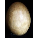 Das gr&ouml;&szlig;te Ei der Welt ! Aepyornis maximus Elefantenvogel Ei Nr. XIII., pr&auml;pariert. mit kleinem Fra&szlig;loch H: 32 cm 850 g