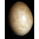 Das gr&ouml;&szlig;te Ei der Welt ! Aepyornis maximus Elefantenvogel Ei Nr. XIII., pr&auml;pariert. mit kleinem Fra&szlig;loch H: 32 cm 850 g