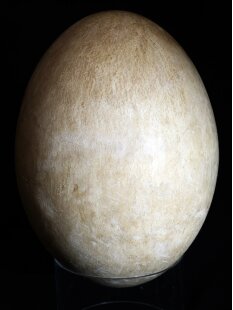 Das gr&ouml;&szlig;te Ei der Welt ! Aepyornis maximus Elefantenvogel Ei Nr. XIV pr&auml;pariert, mit kleinem Fra&szlig;loch H: 32 cm 1700 g