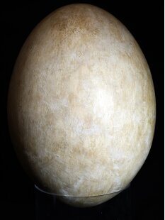 Das gr&ouml;&szlig;te Ei der Welt ! Aepyornis maximus Elefantenvogel Ei Nr. XIV pr&auml;pariert, mit kleinem Fra&szlig;loch H: 32 cm 1700 g