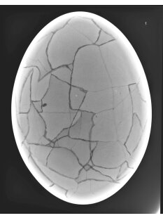 Das gr&ouml;&szlig;te Ei der Welt ! Aepyornis maximus Elefantenvogel Ei Nr. XIV pr&auml;pariert, mit kleinem Fra&szlig;loch H: 32 cm 1700 g