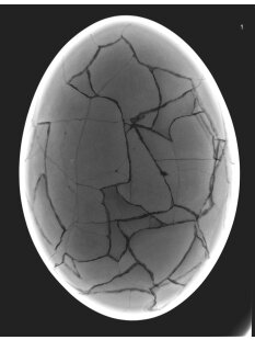 Das gr&ouml;&szlig;te Ei der Welt ! Aepyornis maximus Elefantenvogel Ei Nr. XIV pr&auml;pariert, mit kleinem Fra&szlig;loch H: 32 cm 1700 g