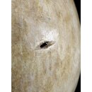 Das gr&ouml;&szlig;te Ei der Welt ! Aepyornis maximus Elefantenvogel Ei Nr. XIV pr&auml;pariert, mit kleinem Fra&szlig;loch H: 32 cm 1700 g