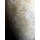 Das gr&ouml;&szlig;te Ei der Welt ! Aepyornis maximus Elefantenvogel Ei Nr. XIV pr&auml;pariert, mit kleinem Fra&szlig;loch H: 32 cm 1700 g