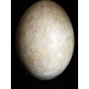 Das gr&ouml;&szlig;te Ei der Welt ! Aepyornis maximus Elefantenvogel Ei Nr. XIV pr&auml;pariert, mit kleinem Fra&szlig;loch H: 32 cm 1700 g