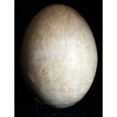Das gr&ouml;&szlig;te Ei der Welt ! Aepyornis maximus Elefantenvogel Ei Nr. XIV pr&auml;pariert, mit kleinem Fra&szlig;loch H: 32 cm 1700 g