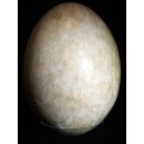 Das gr&ouml;&szlig;te Ei der Welt ! Aepyornis maximus Elefantenvogel Ei Nr. XIV pr&auml;pariert, mit kleinem Fra&szlig;loch H: 32 cm 1700 g