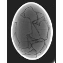 Das gr&ouml;&szlig;te Ei der Welt ! Aepyornis maximus Elefantenvogel Ei Nr. XIV pr&auml;pariert, mit kleinem Fra&szlig;loch H: 32 cm 1700 g