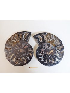 AM50 Ammoniten Paar Cleoniceras besairier Madagaskar...