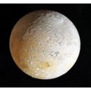 Fossiles Ei Nr. 02 der Riesenschildkr&ouml;te Aldabrachelys Madagaskar D: 57 mm 20 g