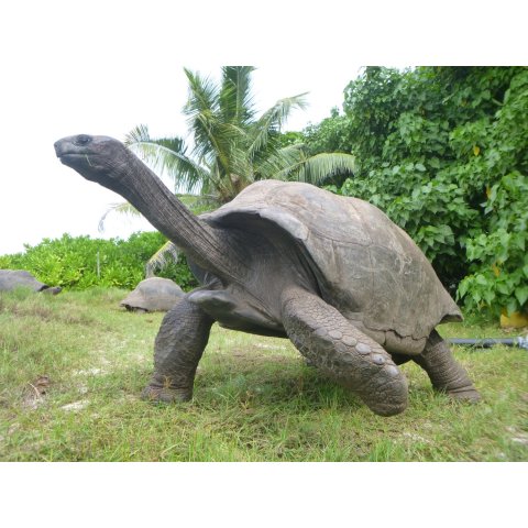 Fossiles Ei Nr. 03 der Riesenschildkr&ouml;te Aldabrachelys Madagaskar D: 55 mm 158 g