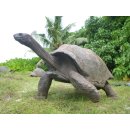 Fossiles Ei Nr. 03 der Riesenschildkr&ouml;te Aldabrachelys Madagaskar D: 55 mm 158 g