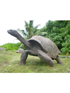 Fossiles Ei Nr. 06 der Riesenschildkr&ouml;te Aldabrachelys Madagaskar D: 57 mm 46 g