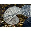 Garten Deko Skulptur Blech Blatt, mattschwarz, klein, auf angeschwei&szlig;tem Stiel D: 10 cm