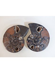 AM51 Ammoniten Paar Cleoniceras besairier Madagaskar...