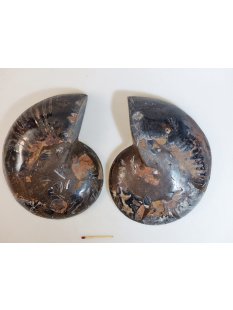 AM51 Ammoniten Paar Cleoniceras besairier Madagaskar...