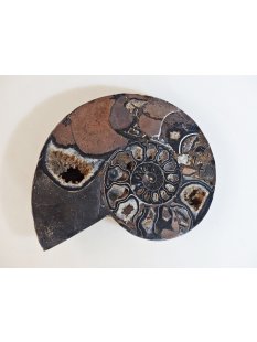 AM51 Ammoniten Paar Cleoniceras besairier Madagaskar seltene schwarze Farbe 1639 g D 165 mm