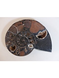 AM51 Ammoniten Paar Cleoniceras besairier Madagaskar seltene schwarze Farbe 1639 g D 165 mm