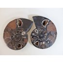 AM51 Ammoniten Paar Cleoniceras besairier Madagaskar seltene schwarze Farbe 1639 g D 165 mm