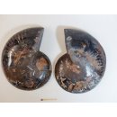 AM51 Ammoniten Paar Cleoniceras besairier Madagaskar seltene schwarze Farbe 1639 g D 165 mm