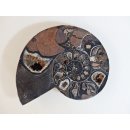 AM51 Ammoniten Paar Cleoniceras besairier Madagaskar seltene schwarze Farbe 1639 g D 165 mm